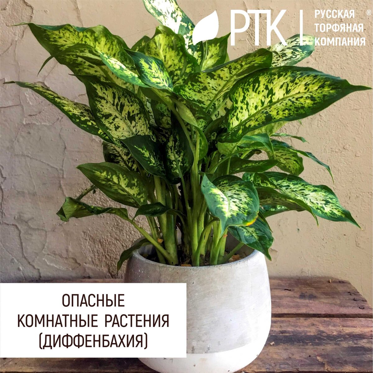 Мы в Русской Торфяной Компании вообще представления не имеем, где люди покупают ядовитые комнатные растения. Для нас это загадка. Но предполагаем, что часть таких растений просто «кочует» от любителя к любителю в виде отростков, корешков, семян под банальным предлогом – «очень красивое». Мы-то не против. Дело хорошее, но крайне неприятно вдруг обнаружить, что тебе подарили что-то нечеловеколюбивое. И даже опасное. Вот вам пример, диффенбахия. Кто такое растение не видел? Все видели. А теперь вспоминайте, где видели и предупреждайте людей, чтобы не потравились…
Понятно, не всё нужно кушать. Но не всем это понятно, поэтому лучше от греха подальше… То есть, дома его лучше не держать. И не дарить никому.
Цветок опасен своим соком, который выделяется при надрезе листьев или стебля. Если домашний питомец или ребенок решат пожевать какую-нибудь часть у этого цветка, то попавший сок в организм вызовет сильное отравление. Помимо этого, сок диффенбахии вызывает ожоги и раздражение на коже.
Мы так думаем, что вам это не надо. Ну и нам тоже.
Так что, вы поаккуратнее там…
А мы вам подскажем, если что…
Вырастет всё! (что нужно)

#Опасныерастения #диффенбахия #грунты #РТК #почвогрунты