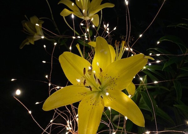 Цветущие лилии в ночных огоньках