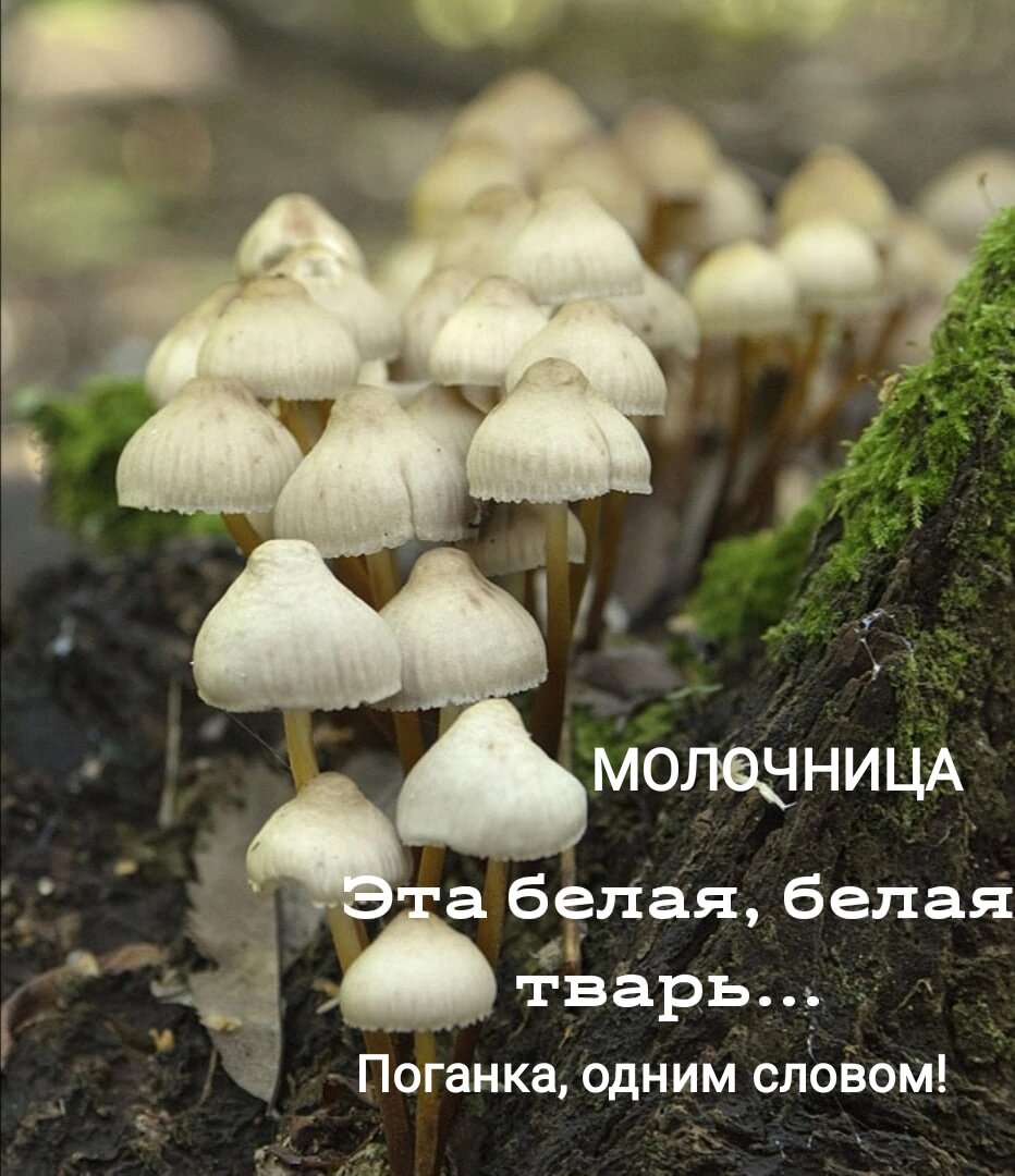 Кандидозный вульвовагинит в народе прозвали молочницей