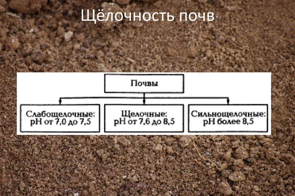 Кое в почве