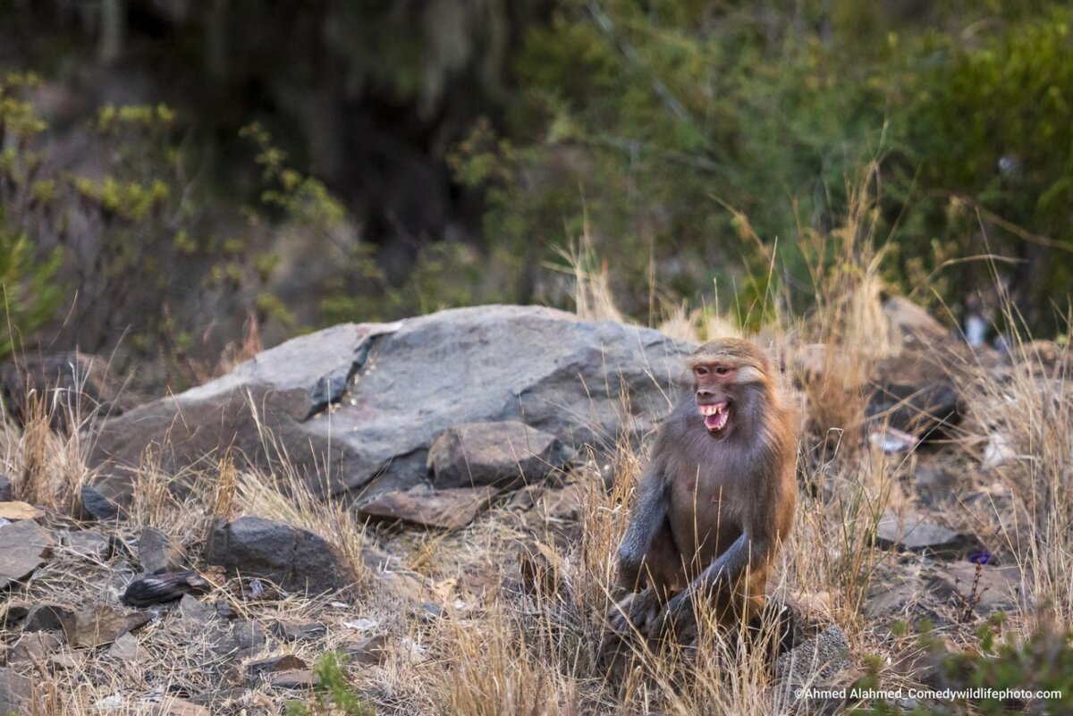 © Ahmed Alahmed.
Финалист Comedy Wildlife Photography Awards’2022