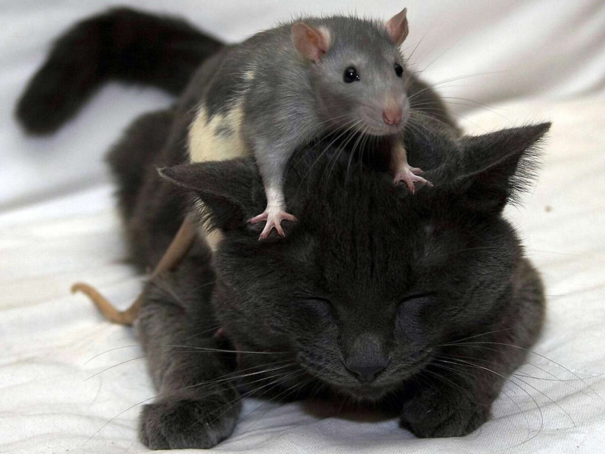 крысы и коты