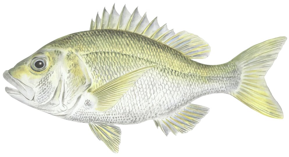 Lipocheilus carnolabrum