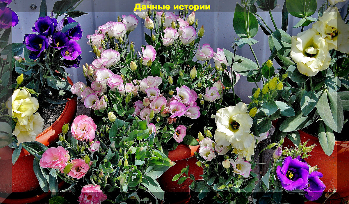https://vk.com/photo-159774511_457258542. Эустома лизиантус горшечная