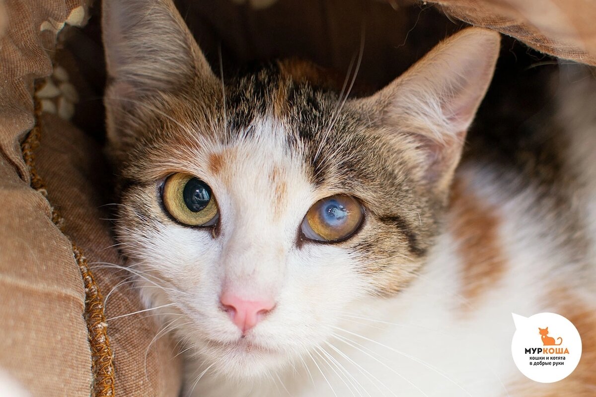 Абигейл нашли на улице.