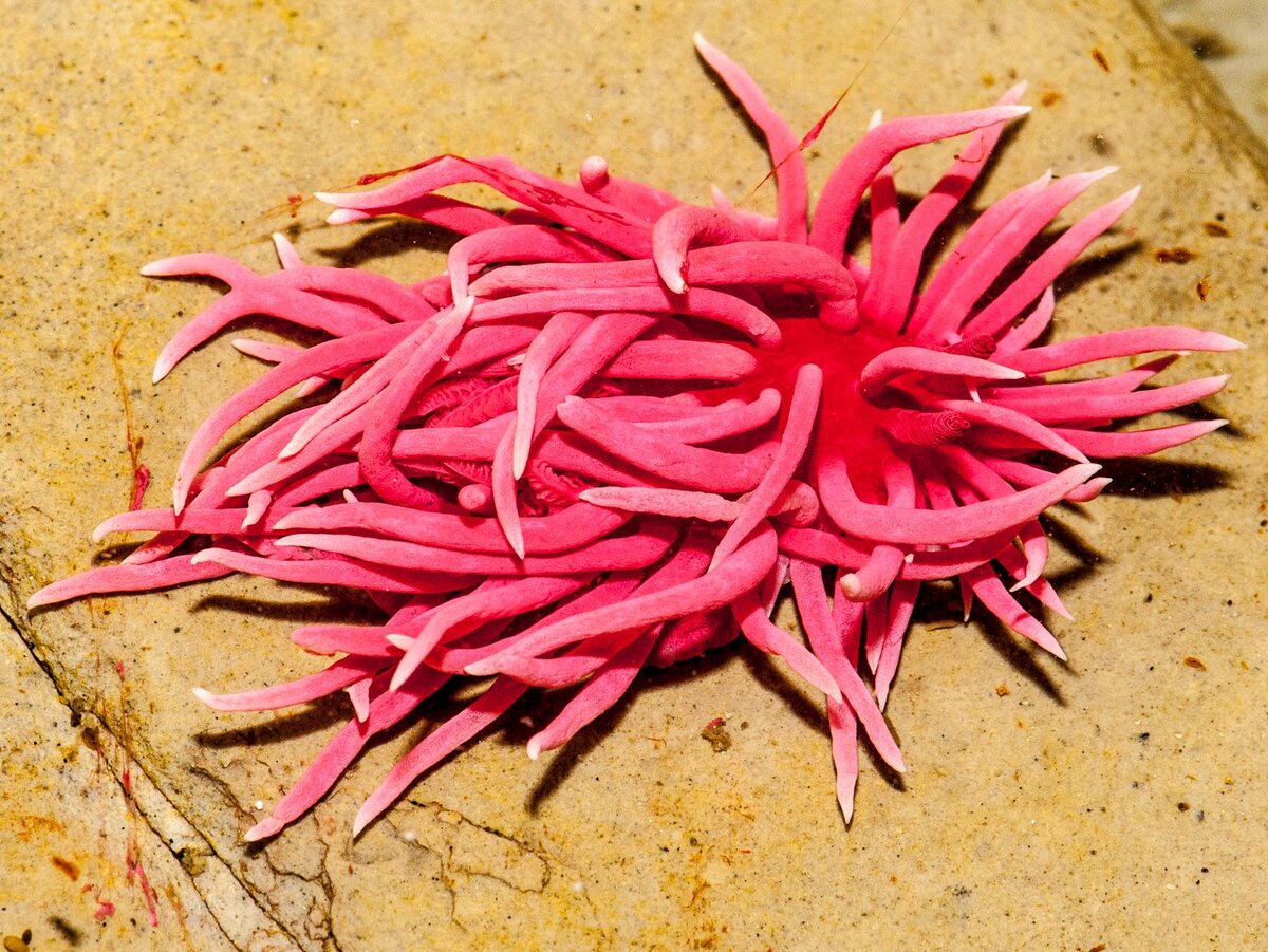 Okenia rosacea. Фото с сайта https://en.wikipedia.org/