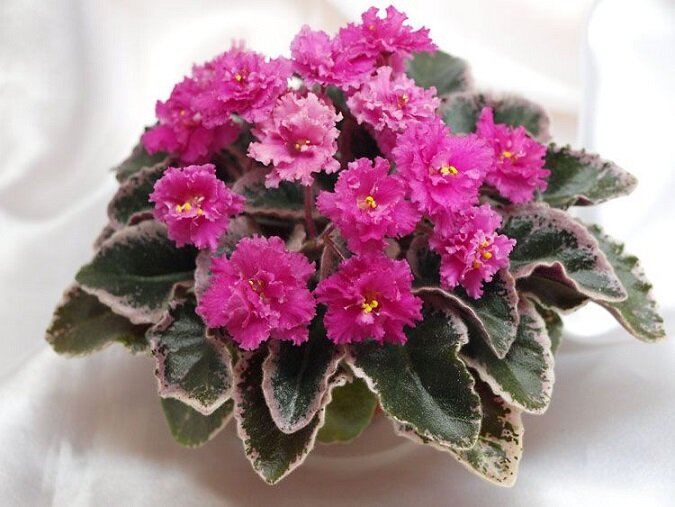 Сорт Pink Pizzazz  Источник фото Яндекс картинки