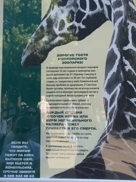 Предупредительный плакат, обнаруженный в Московском зоопарке на вольере жирафа Самсона. 