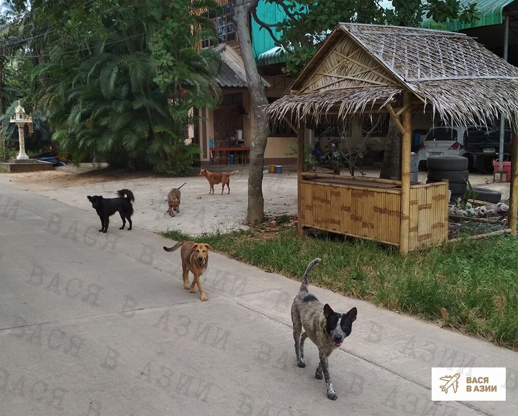 Собаки на Самуи (Таиланд)