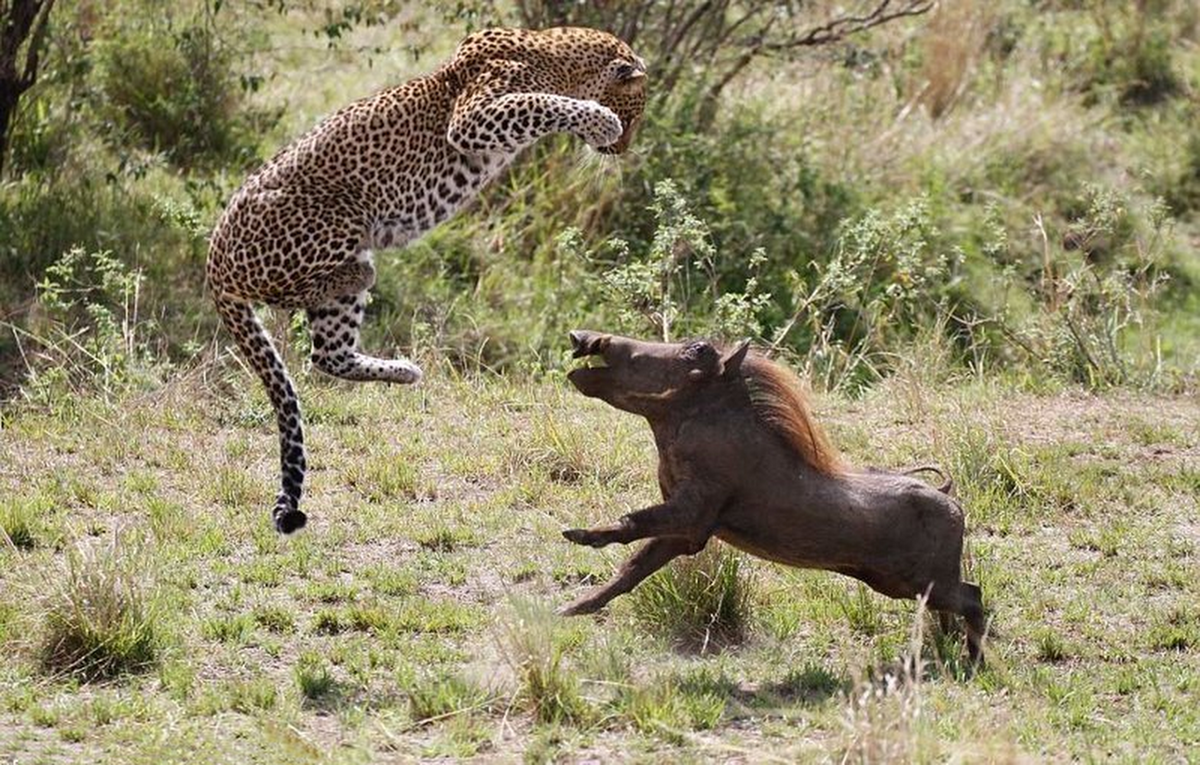 Самка гоняет самца. Леопард против бородавочника. Охота леопарда на бородавочника. Леопард охотится на бородавочника. Африканский бородавочник.