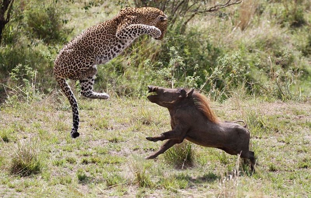 Hunting animals