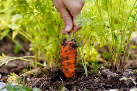 Морковь не самая привередливая культура, но для того, чтоб получить чистый и хороший урожай нужно знать, как и чем поливать посадки.