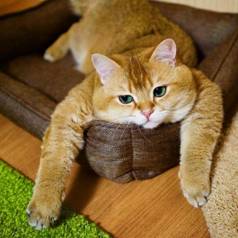 Отвлекитесь на котика))