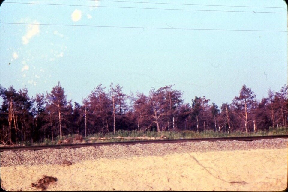 Рыжий лес в чернобыле фото 1986