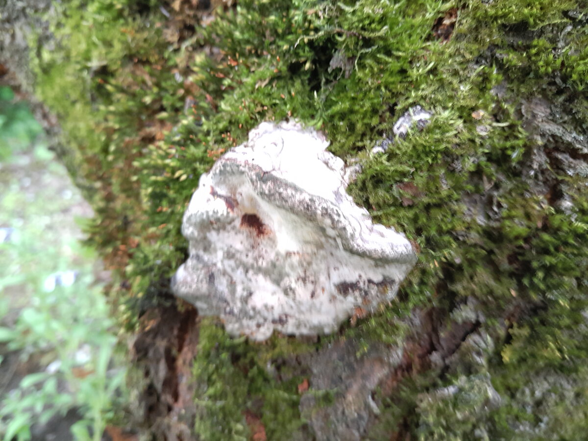 Древесный гриб на вишне