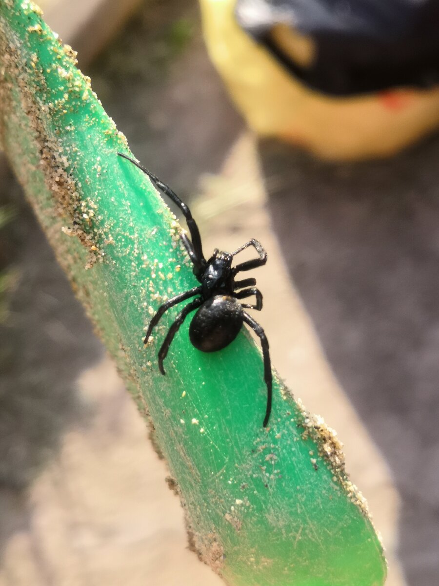 Возможно каракурт