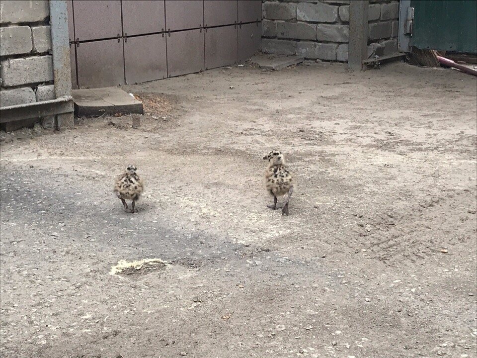 Автор - корреспондент ТИА Юлия Островская. 