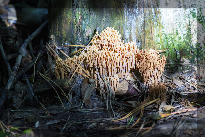 Гриб Оленьи рожки (© NickFW - 17.09.2016)