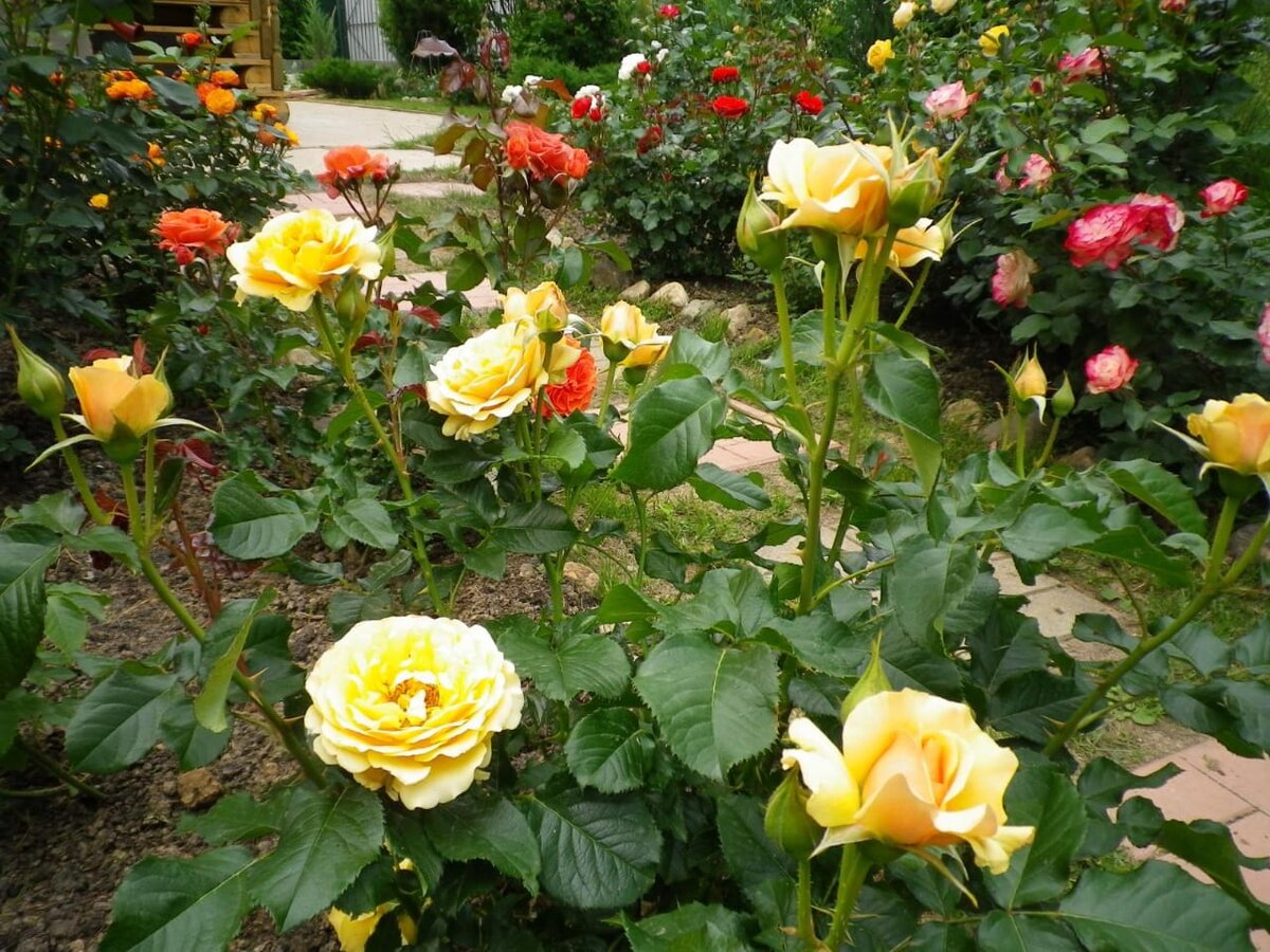 Розарии с розами - флорибундами.