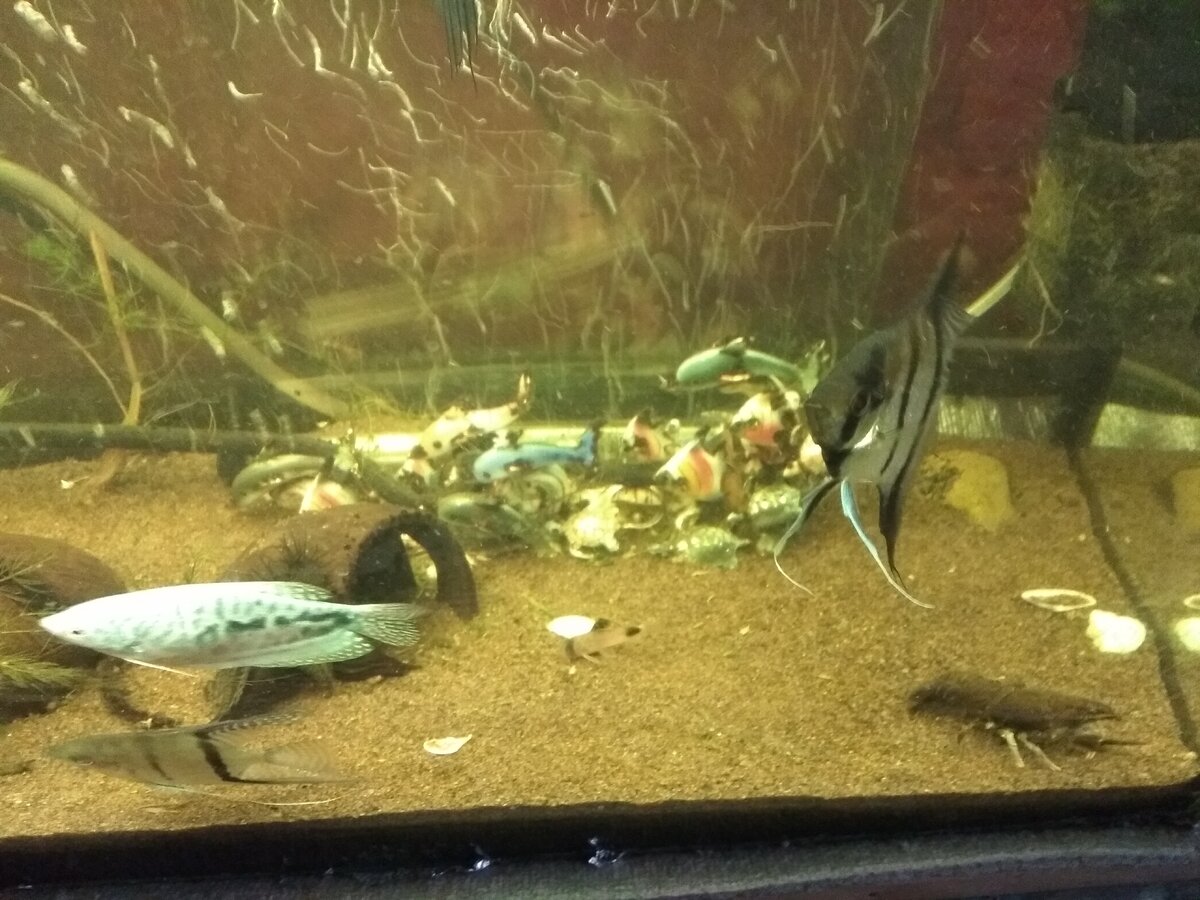 Водные жители.