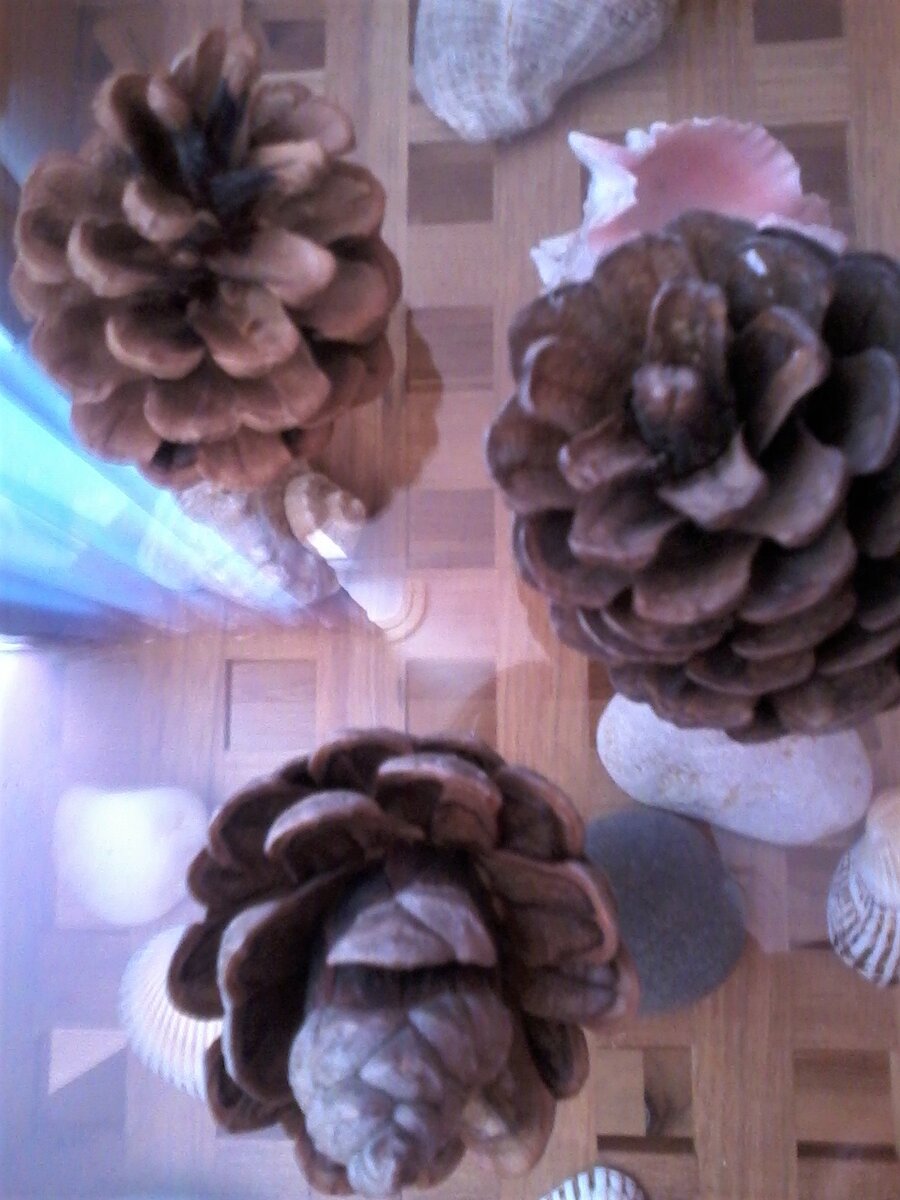 Огромные шишки