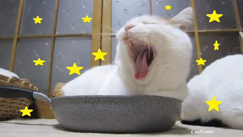Котик Гуччи.