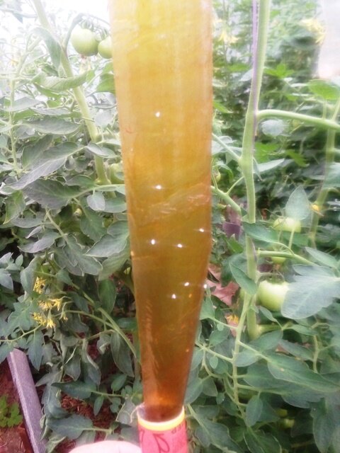 Избавиться от белокрылки можно с помощью липких лент для мух