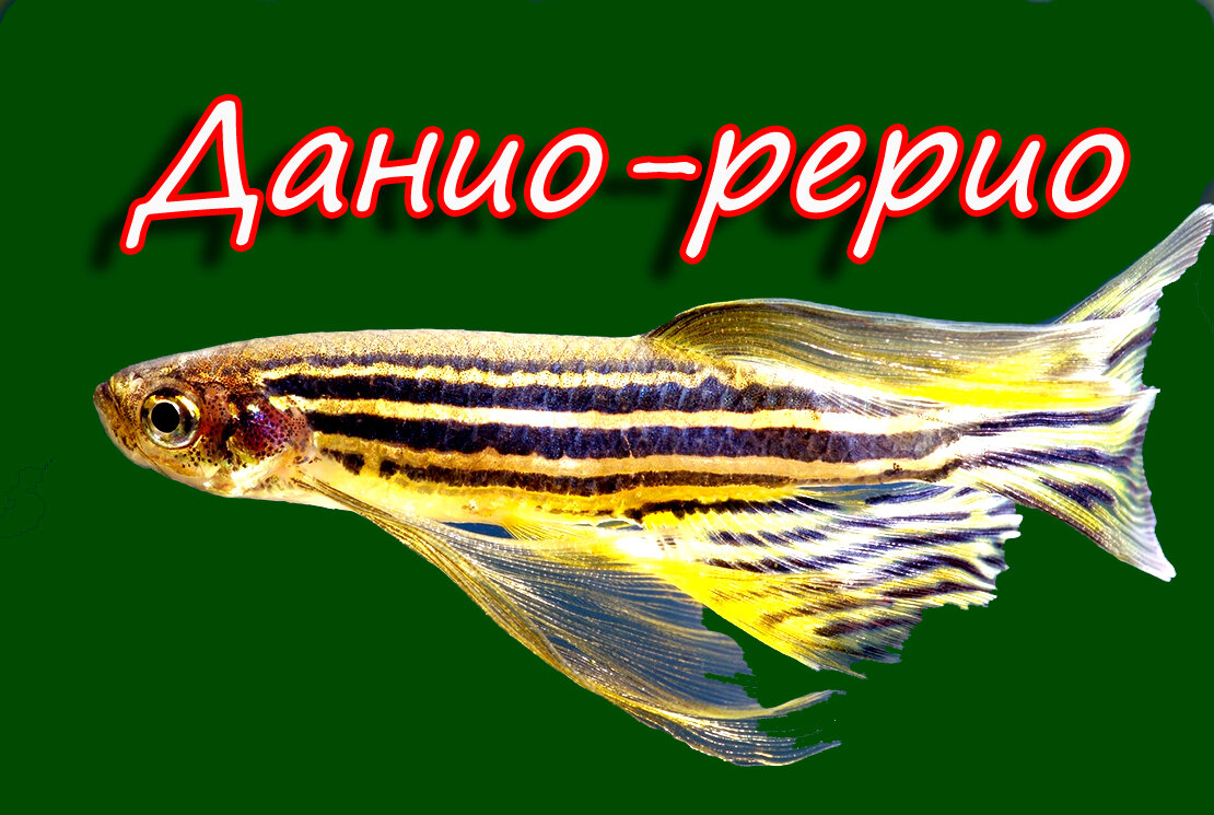 Данио-рерио