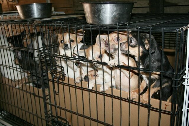 Разведение собак питомник. Питомник для разведения собак. Питомник собак. Клетка для собак. Питомники собак элитные.