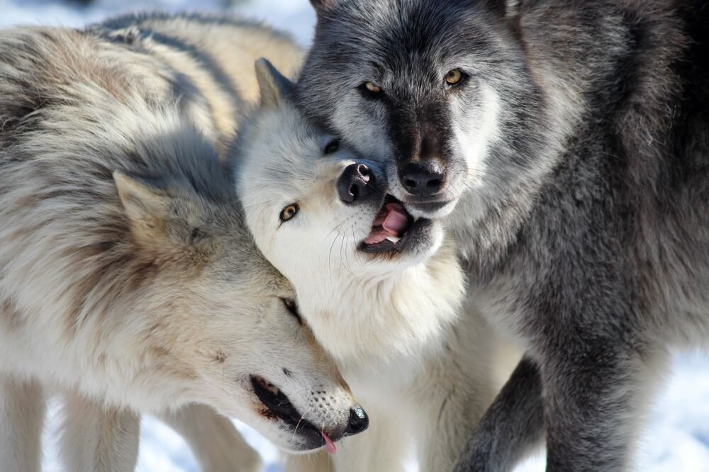Волки заботливее собак!