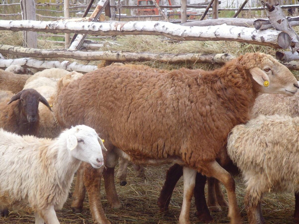 Лучшие российские мясные породы овец