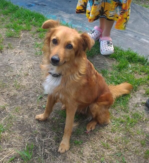 Пчелка собака из Банды Дворян