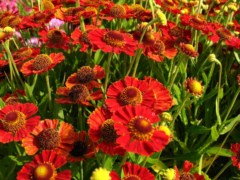 Гелениум осенний Helenium autumnale