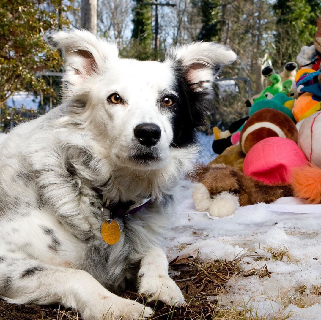 Бордер колли трехцветная. Порода бордер колли. Топ самых умных собак в мире. Бордер колли умная собака. Топ самых умных собак в мире.