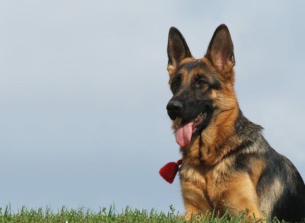 Гюнтер Четвертый живет в собственном особняке, с 9 комнатами и 8 ванными. Кроме того, для отдыха за границей, у Гюнтера есть собственный особняк в Майями, который раньше принадлежал не абы кому, а самой Мадонне! Средствами собаки управляют опекуны, и управляют очень хорошо: благодаря их умелым инвестициям, капитал собаки вырос в несколько раз.