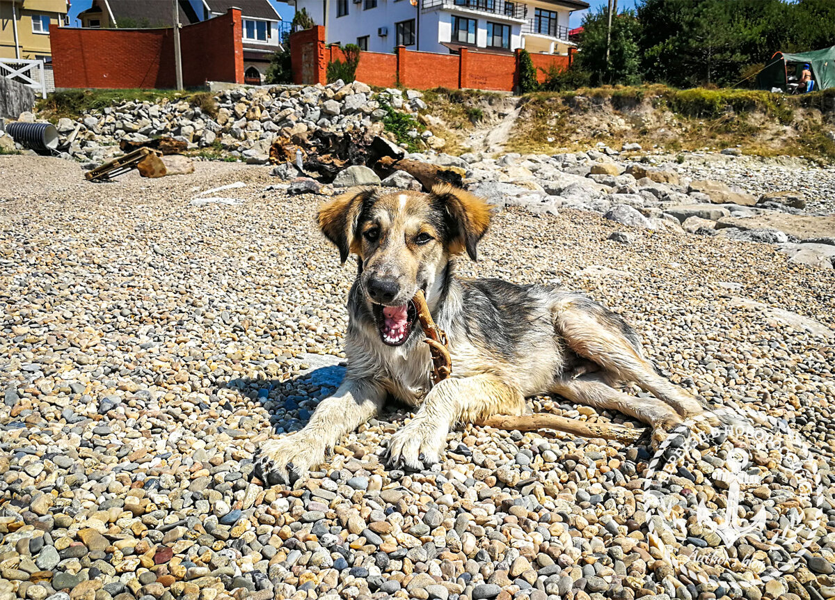 Тот самый пёсик)