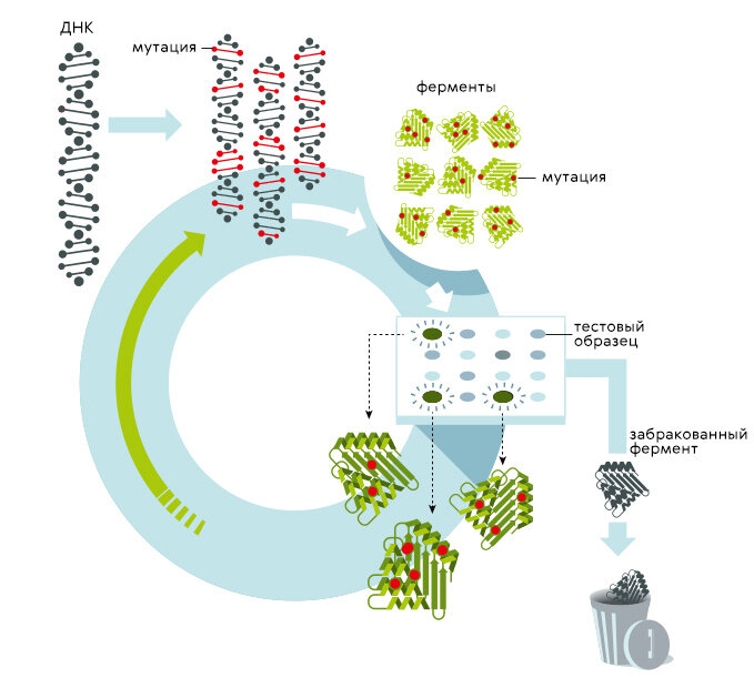 Принципиальная схема метода направленной эволюции ферментов
Nobel Prize