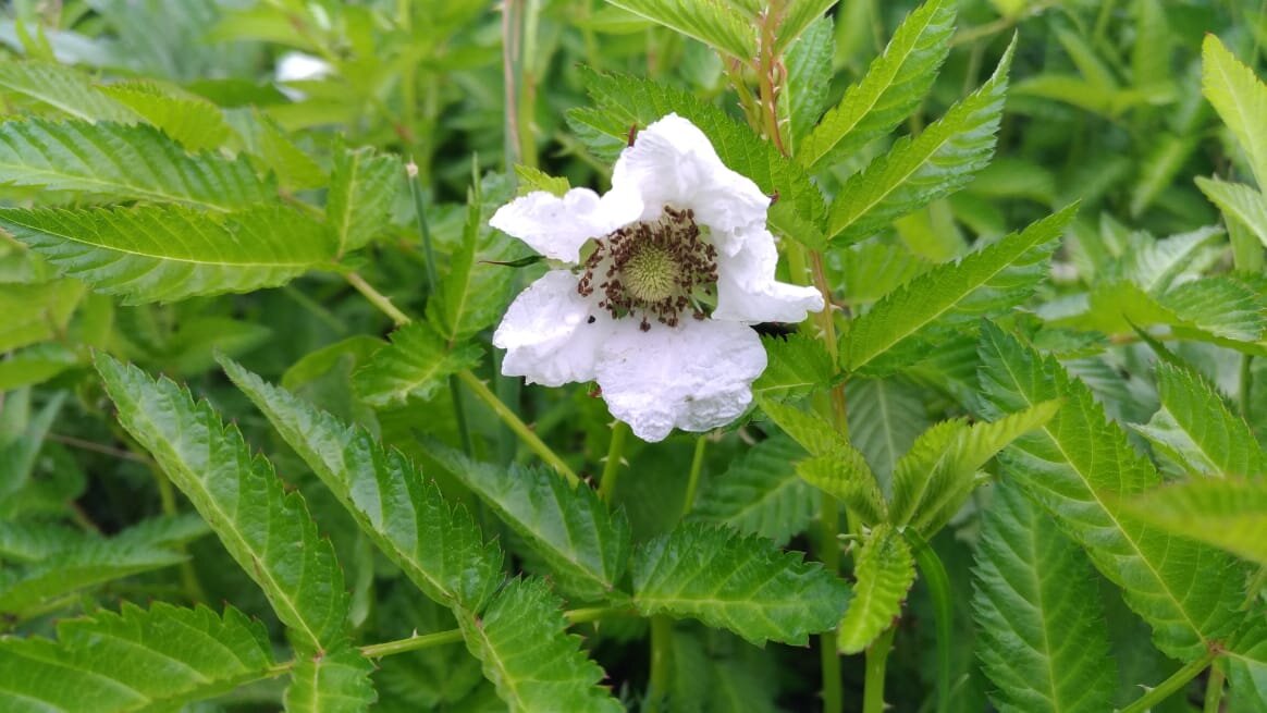 Цветет розалин.