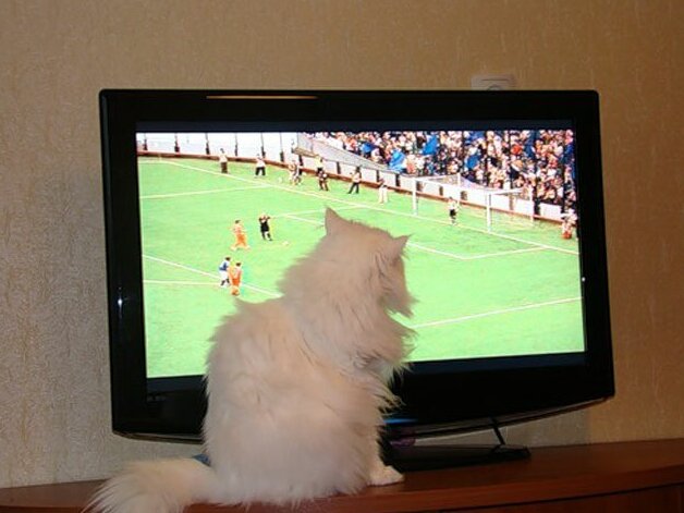 фото: Shutterstock