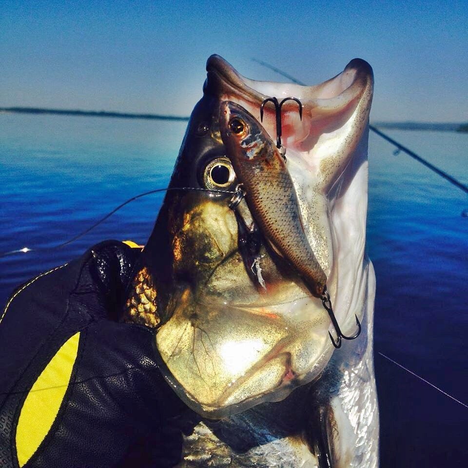 Жерех на безлопастной воблер (Vib - Vibration lure). Фото: kudinovfishing.ru