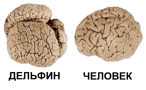 Мозги меньше. Мозг дельфина и человека. МОЗ Дельфин АИ человека. Головной мозг дельфина.