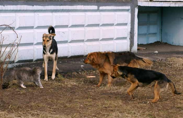 Фото из свободных источников в Интернет