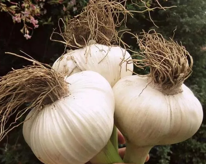 Яндекс картинки