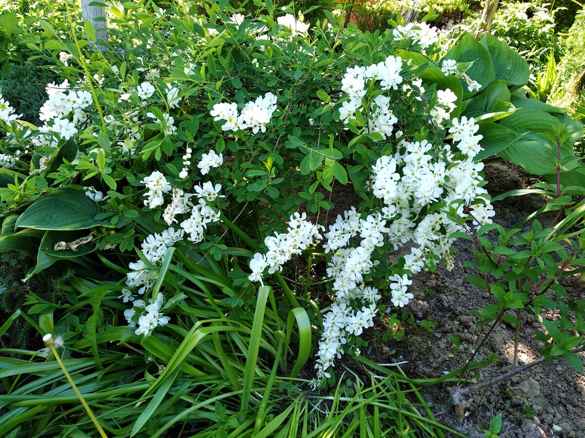 Верхняя часть  куста подмёрзла и осталась без цветения
