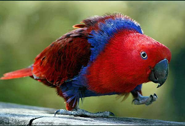 Лори. Источник фото: tukim.us