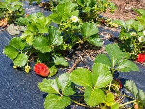 Агроволокно – это нетканый материал 
Источник:  https://sadovo-ogorodnyiy.ru/posadka-klubniki-osenyu-i-vesnoj-v-otkrytyj-grunt-na-agrovolokno-tonkosti-sxema-podgotovka-pochvy.html