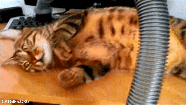 GIF картинка с сайта: vgif.ru