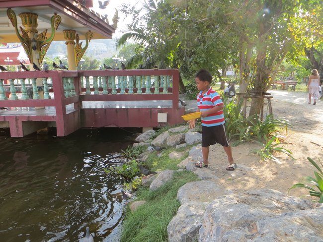 Мальчик кормит рыбок, а голуби ждут, что им тоже что-то перепадет.