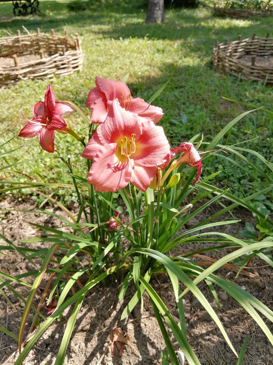 Фото из личного архива. Ботанический сад. 