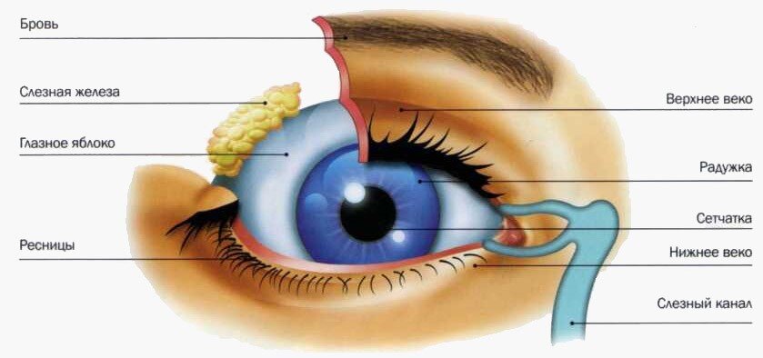 источник - 4brain.ru